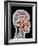 Internal Brain Anatomy, Artwork-PASIEKA-Framed Photographic Print