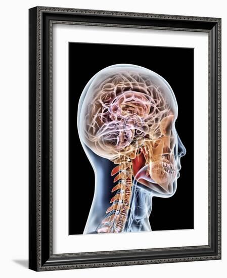 Internal Brain Anatomy, Artwork-PASIEKA-Framed Photographic Print