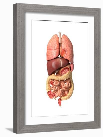 Internal Organs of the Respiratory and Digestive System-null-Framed Art Print