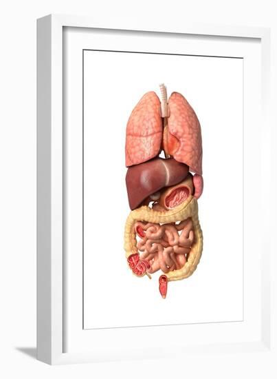 Internal Organs of the Respiratory and Digestive System-null-Framed Art Print