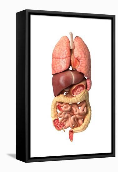 Internal Organs of the Respiratory and Digestive System-null-Framed Stretched Canvas