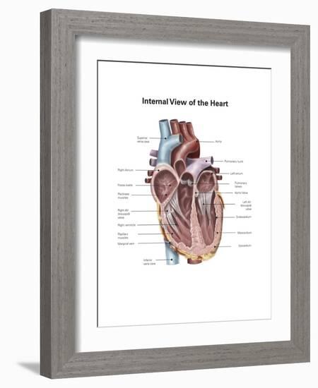 Internal View of the Human Heart-null-Framed Art Print