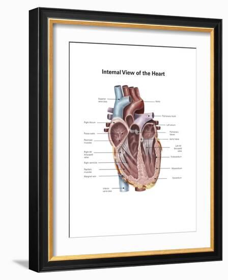 Internal View of the Human Heart-null-Framed Art Print