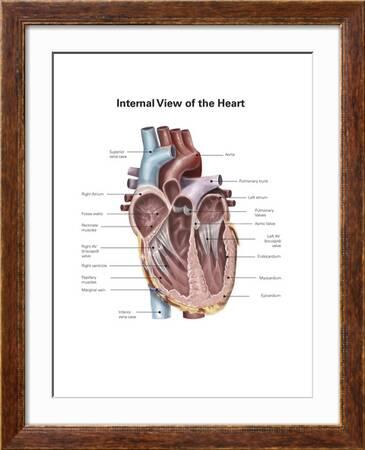 Internal View of the Human Heart' Art Print | Art.com