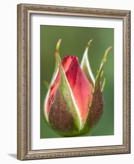 International Rose Test Garden, Portland, Oregon.-William Sutton-Framed Photographic Print