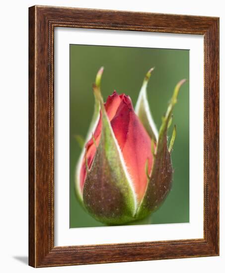 International Rose Test Garden, Portland, Oregon.-William Sutton-Framed Photographic Print