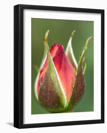 International Rose Test Garden, Portland, Oregon.-William Sutton-Framed Photographic Print
