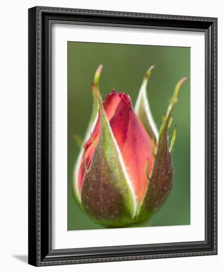 International Rose Test Garden, Portland, Oregon.-William Sutton-Framed Photographic Print