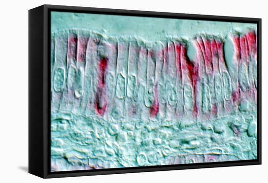 Intestinal Cells, Light Micrograph-Science Photo Library-Framed Premier Image Canvas