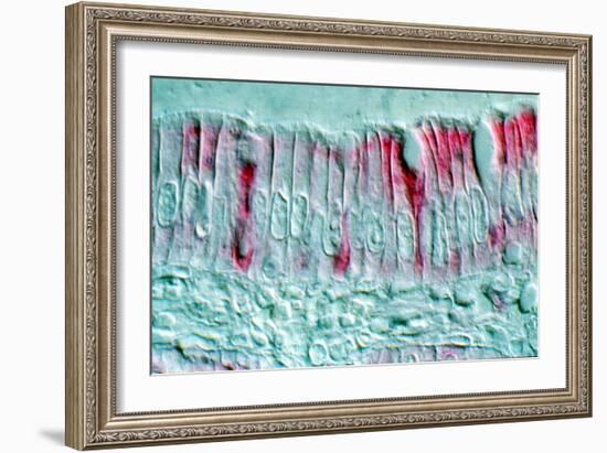 Intestinal Cells, Light Micrograph-Science Photo Library-Framed Photographic Print