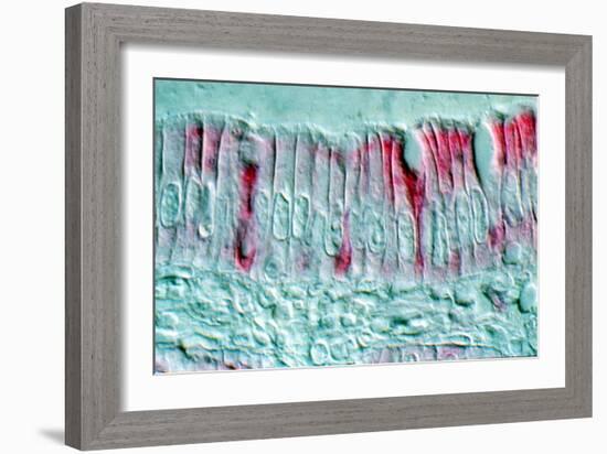 Intestinal Cells, Light Micrograph-Science Photo Library-Framed Photographic Print