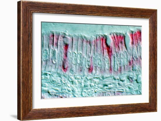 Intestinal Cells, Light Micrograph-Science Photo Library-Framed Photographic Print