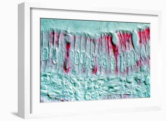 Intestinal Cells, Light Micrograph-Science Photo Library-Framed Photographic Print