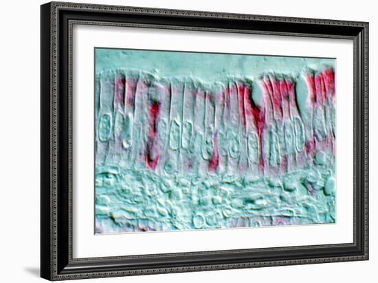 Intestinal Cells, Light Micrograph-Science Photo Library-Framed Photographic Print