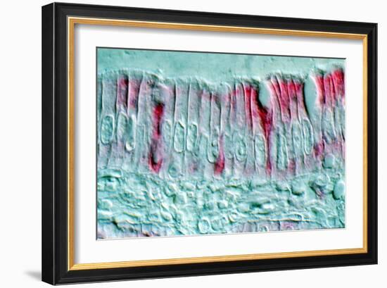 Intestinal Cells, Light Micrograph-Science Photo Library-Framed Photographic Print