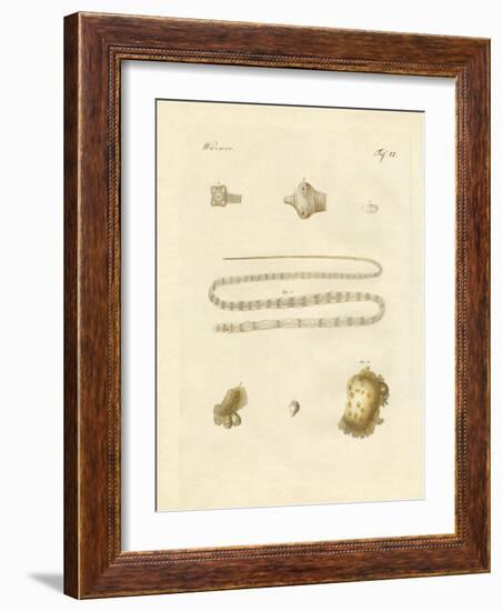 Intestinal Worms-null-Framed Giclee Print