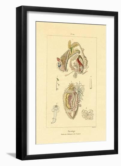 Intestines, 1833-39-null-Framed Giclee Print