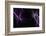 Intimate-Heidi Westum-Framed Photographic Print