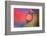 Into Place-Heidi Westum-Framed Photographic Print