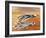 Into the Blue: Thunderbirds-Wilf Hardy-Framed Giclee Print