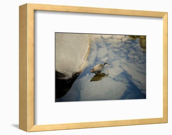 Into the blue-Valda Bailey-Framed Photographic Print