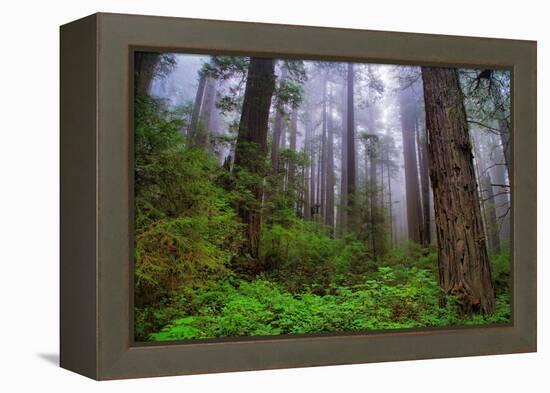 Into The Woods, Redwood Coast, Northern California-Vincent James-Framed Premier Image Canvas