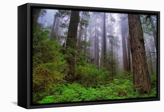 Into The Woods, Redwood Coast, Northern California-Vincent James-Framed Premier Image Canvas