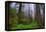 Into The Woods, Redwood Coast, Northern California-Vincent James-Framed Premier Image Canvas