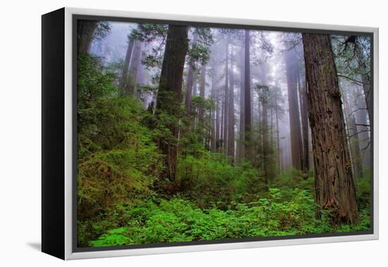 Into The Woods, Redwood Coast, Northern California-Vincent James-Framed Premier Image Canvas