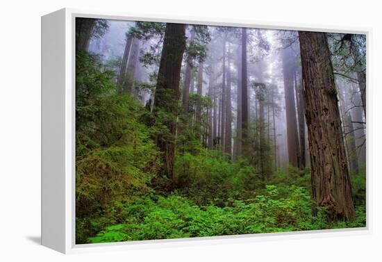 Into The Woods, Redwood Coast, Northern California-Vincent James-Framed Premier Image Canvas