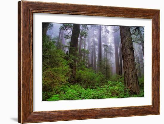 Into The Woods, Redwood Coast, Northern California-Vincent James-Framed Photographic Print