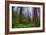 Into The Woods, Redwood Coast, Northern California-Vincent James-Framed Photographic Print