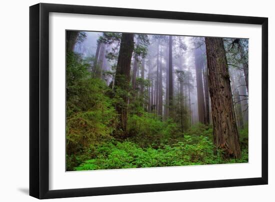 Into The Woods, Redwood Coast, Northern California-Vincent James-Framed Photographic Print