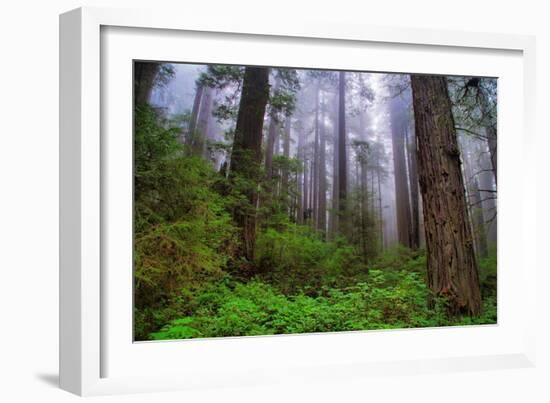 Into The Woods, Redwood Coast, Northern California-Vincent James-Framed Photographic Print