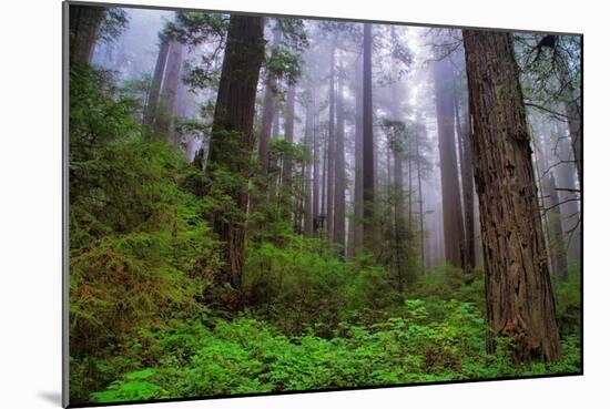 Into The Woods, Redwood Coast, Northern California-Vincent James-Mounted Photographic Print