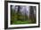 Into The Woods, Redwood Coast, Northern California-Vincent James-Framed Photographic Print