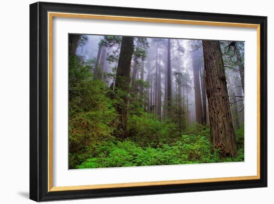 Into The Woods, Redwood Coast, Northern California-Vincent James-Framed Photographic Print