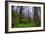 Into The Woods, Redwood Coast, Northern California-Vincent James-Framed Photographic Print