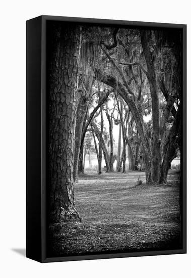 Into The Woods-Sandro De Carvalho-Framed Stretched Canvas