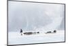 Inuit Hunter Walking His Dog Team on the Sea Ice in a Snow Storm, Greenland, Denmark, Polar Regions-Louise Murray-Mounted Photographic Print