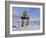 Inukshuk Marker at Aupalaqtuq Point, Cape Dorset, Baffin Island, Canadian Arctic, Canada-Alison Wright-Framed Photographic Print