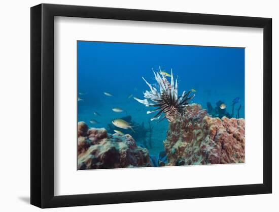 Invasive Lionfish-Reinhard Dirscherl-Framed Photographic Print