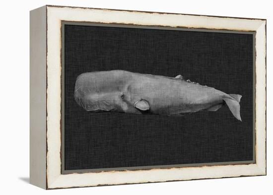 Inverted Whale I-Grace Popp-Framed Stretched Canvas