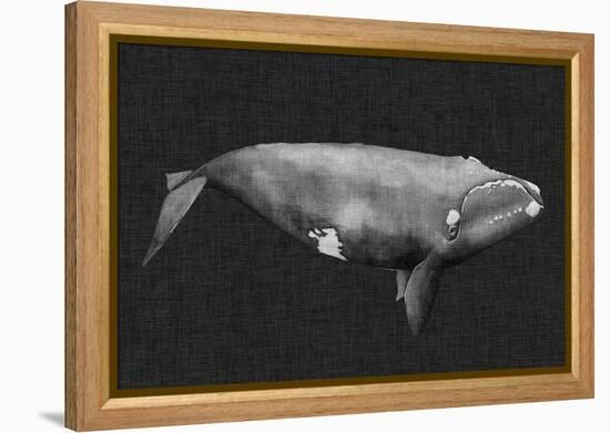 Inverted Whale II-Grace Popp-Framed Stretched Canvas