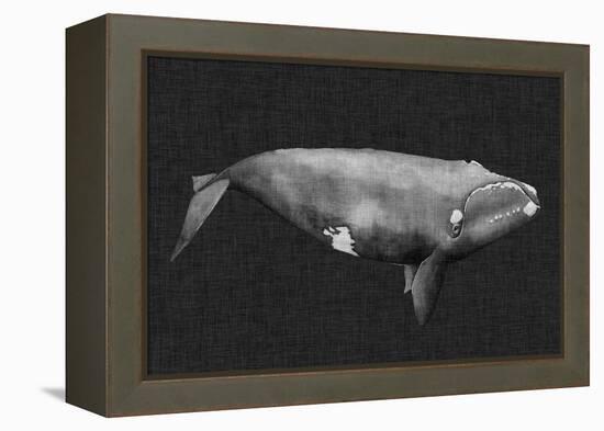 Inverted Whale II-Grace Popp-Framed Stretched Canvas