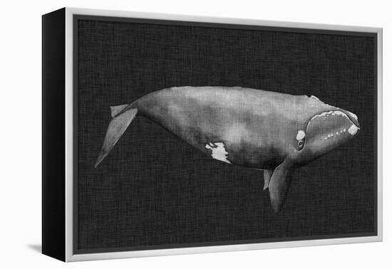 Inverted Whale II-Grace Popp-Framed Stretched Canvas