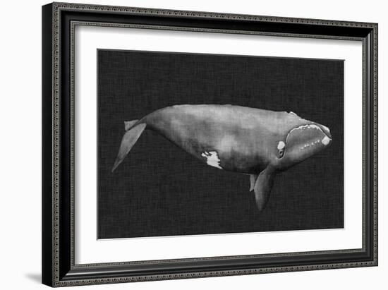 Inverted Whale II-Grace Popp-Framed Art Print