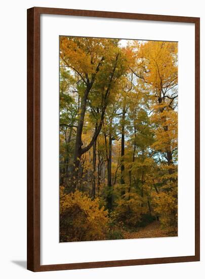 Inwood Park Fall Vertical-Robert Goldwitz-Framed Photographic Print