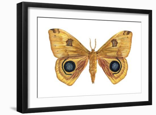 Io Moth (Automeris Io), Insects-Encyclopaedia Britannica-Framed Art Print