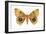Io Moth (Automeris Io), Insects-Encyclopaedia Britannica-Framed Art Print